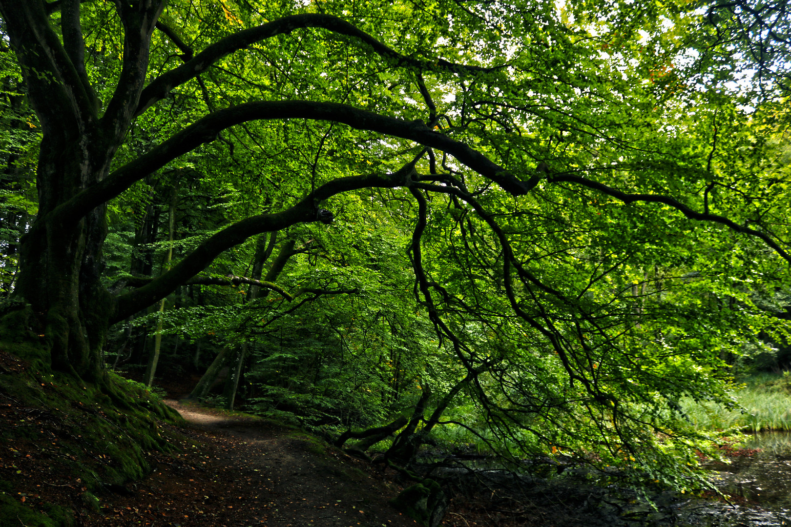 A Forrest Trail