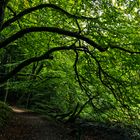 A Forrest Trail