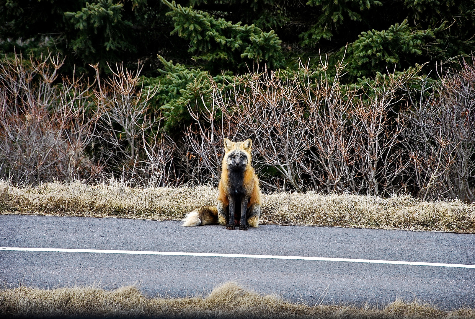 A Fox on PEI, Canada