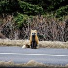 A Fox on PEI, Canada