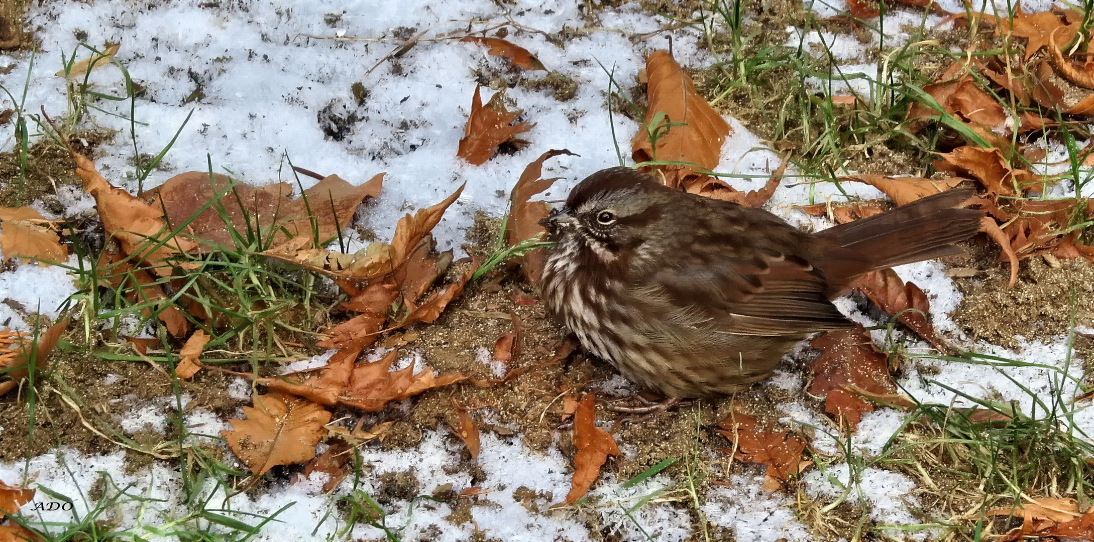 A Fox Sparrow