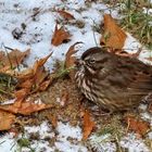 A Fox Sparrow