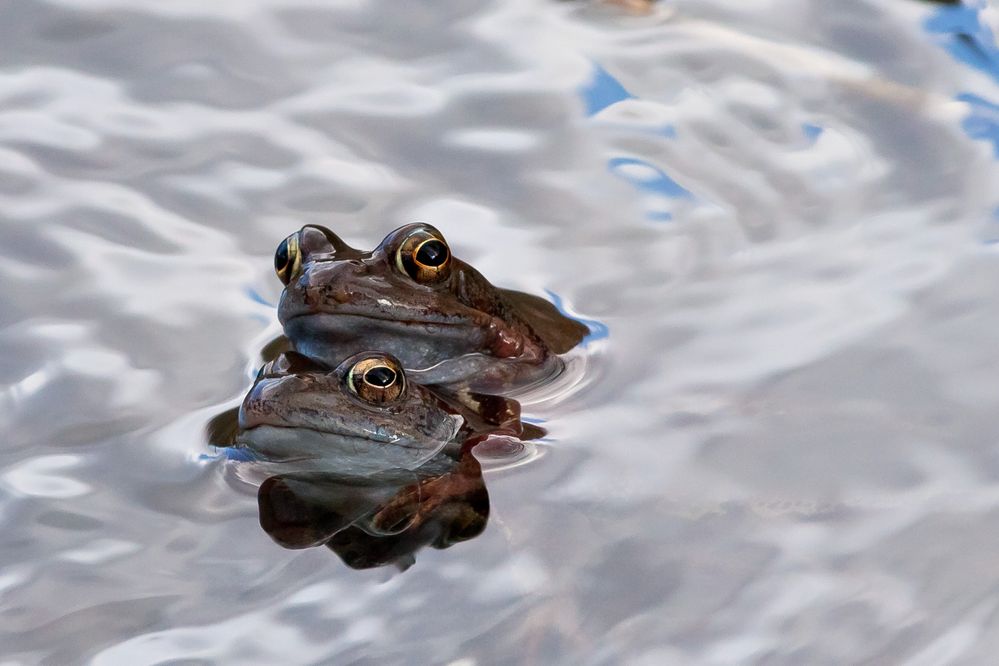 A frogs heaven