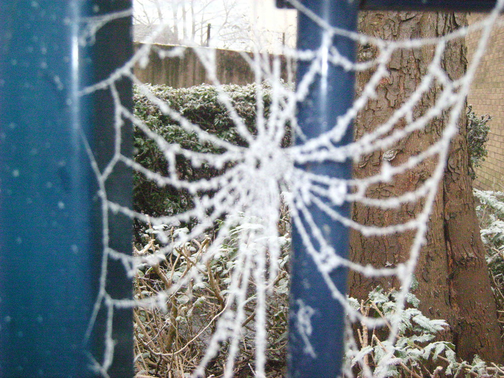 a frosty spiderweb