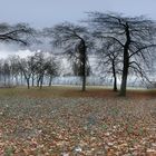 A frosty walk in the park_Equirectangular