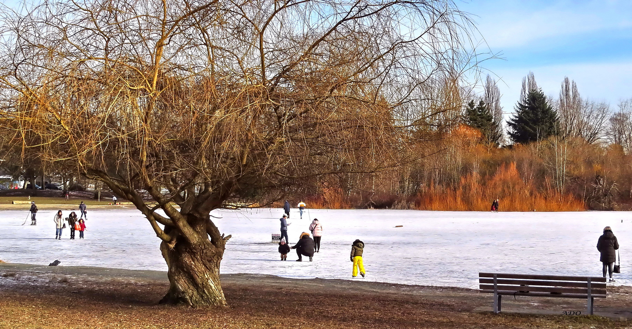 A Frozen Trout Lake