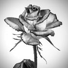 a full- bloom rose