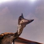 A full-size flying model of a Pterodactyl