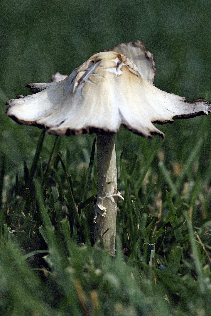 A Fungi In My Garden