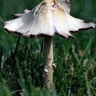 A Fungi In My Garden