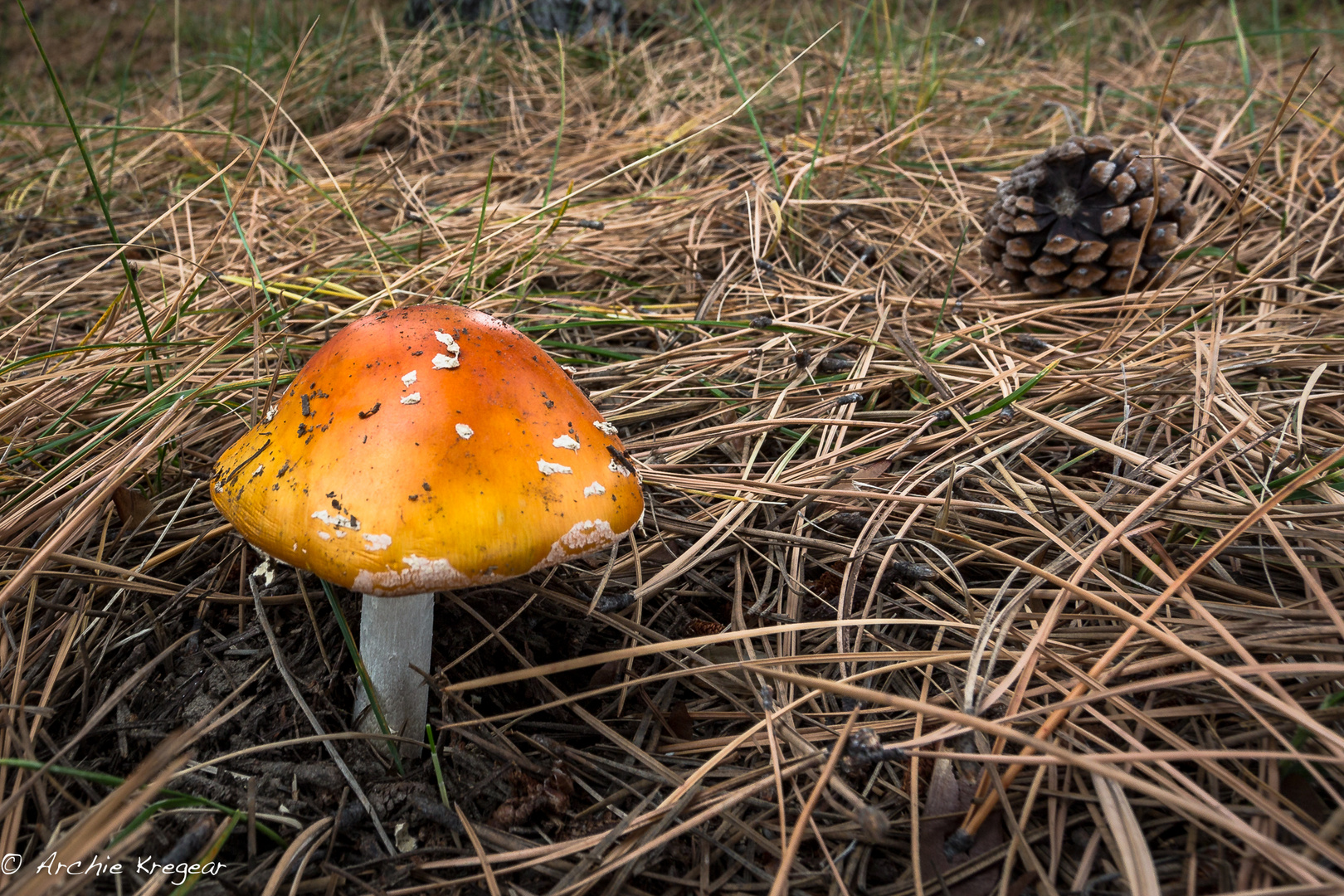 A fungi in the needles