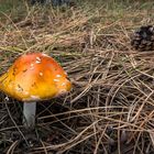 A fungi in the needles