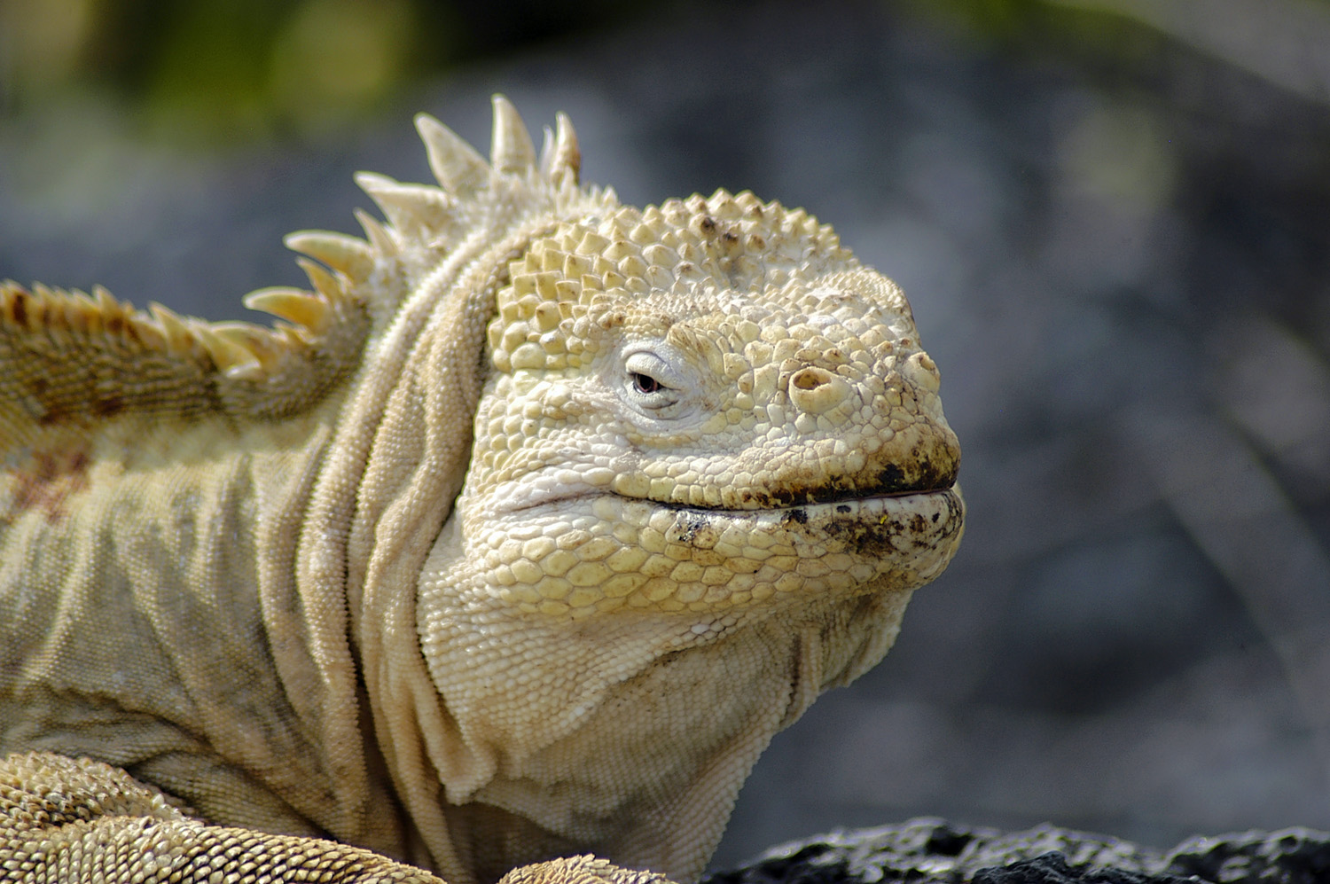 A Galapagos inhabitant