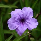 A garden flower in Puerto Rico...