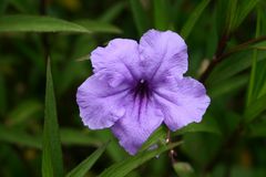 A garden flower in Puerto Rico...