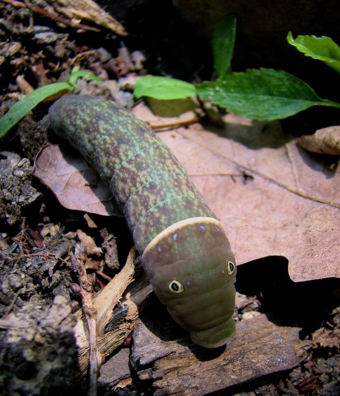 a garden monster