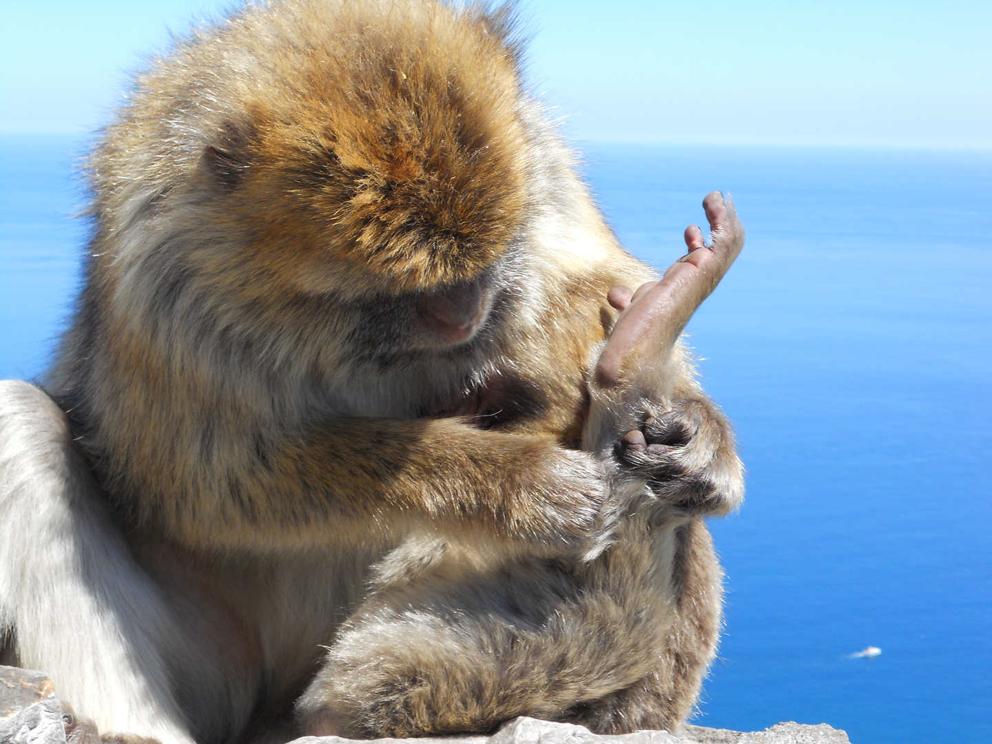 a gibraltar