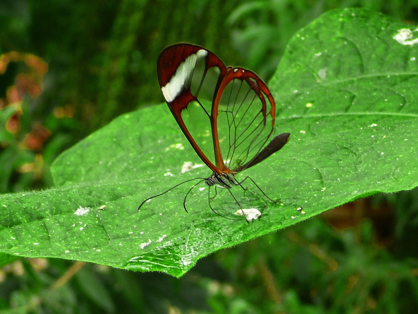 A Glasswing Butterfly  (Greta oto)