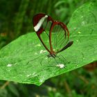 A Glasswing Butterfly  (Greta oto)