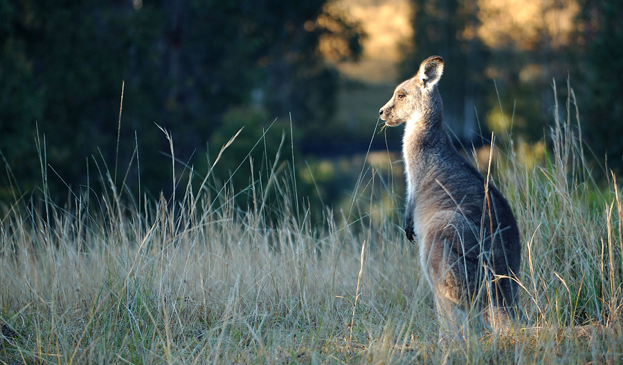 A glimpse of morning sunlight on a kangaroo's nose