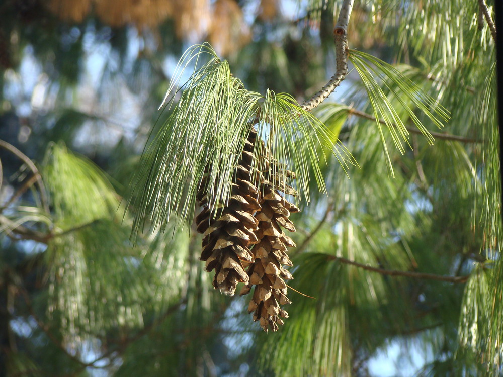 a glimpse of spring