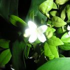 A glowing flower