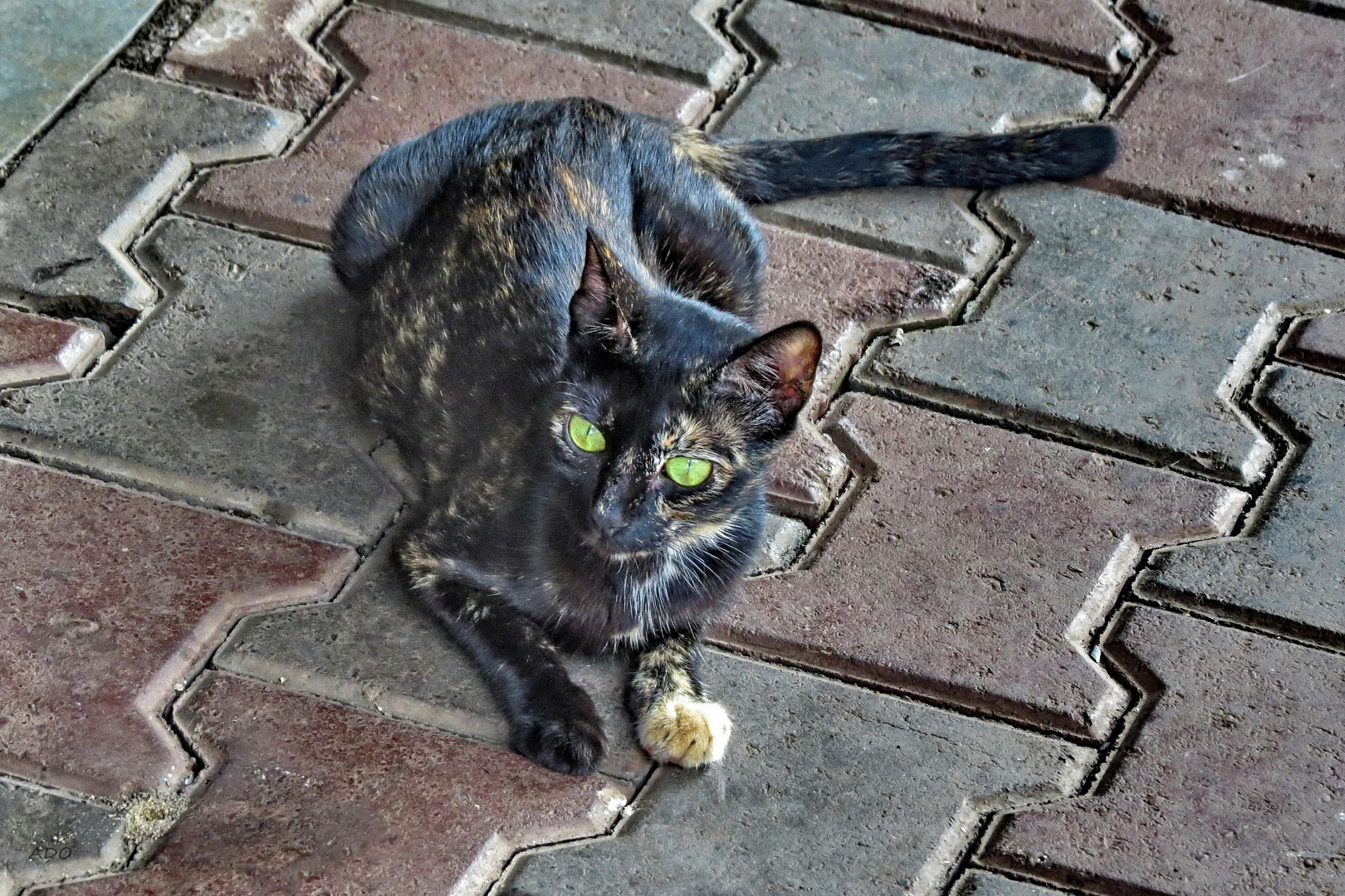 A Goa Cat