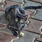 A Goa Cat