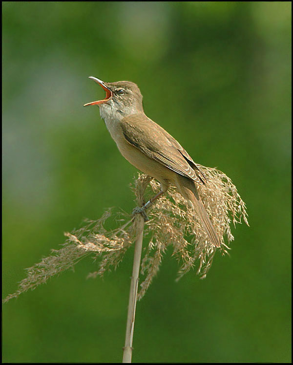 A  GOLA  SPIEGATA