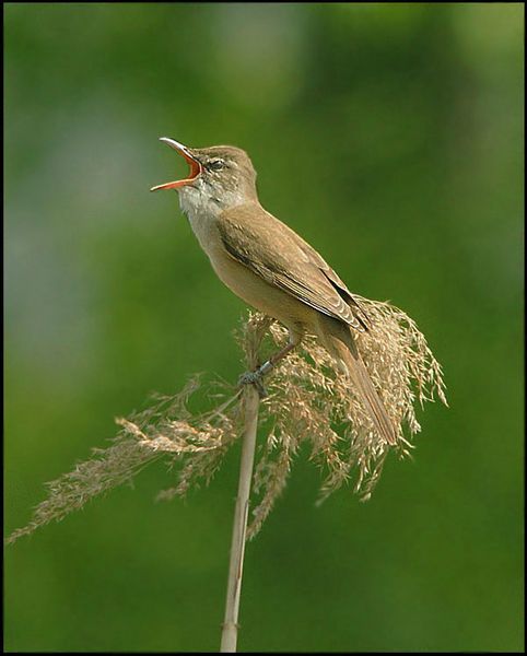 A  GOLA  SPIEGATA