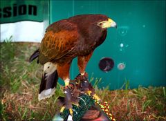 A Golden Eagle......