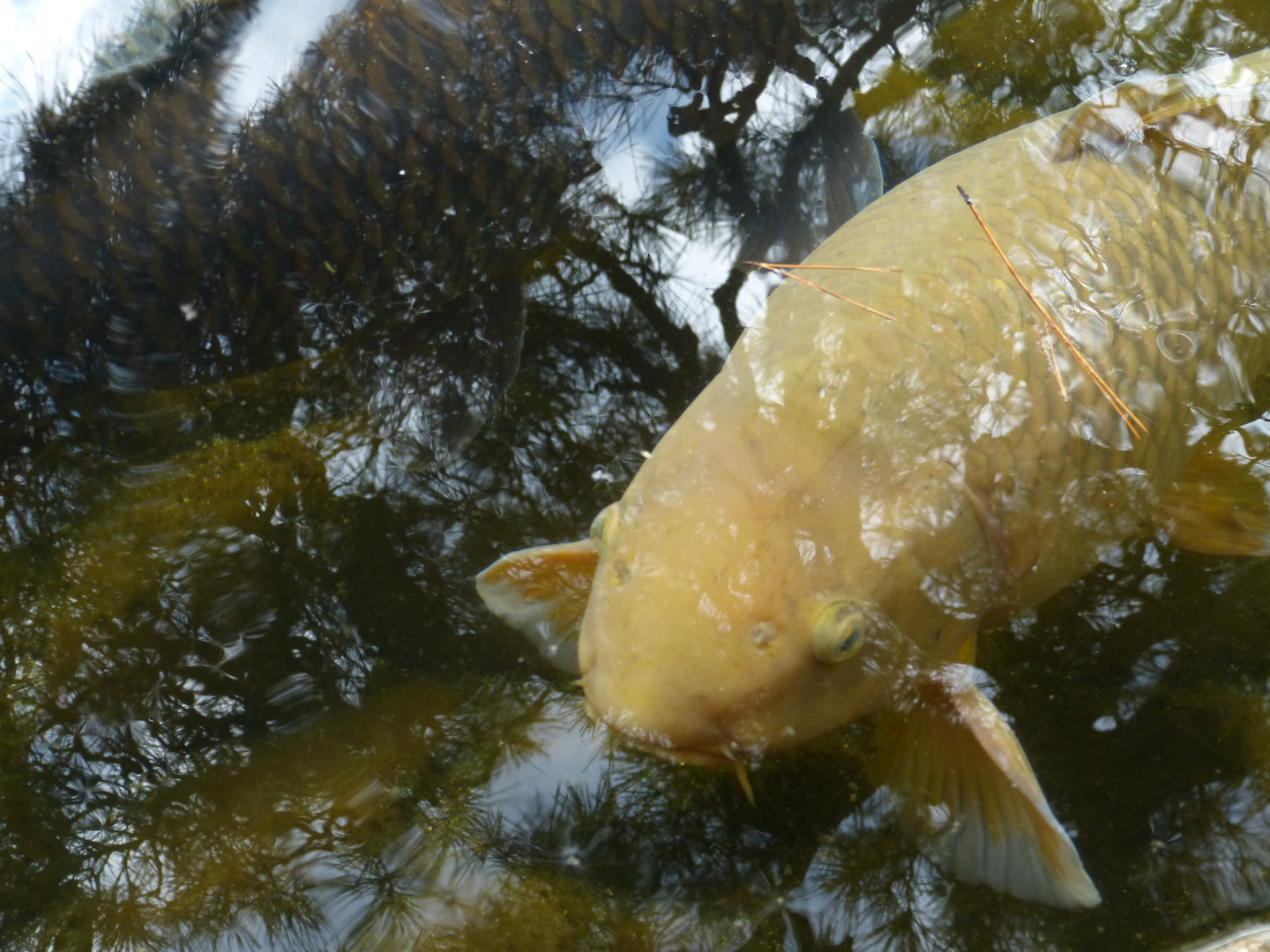 A golden Koi below pine trees