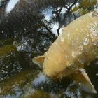 A golden Koi below pine trees