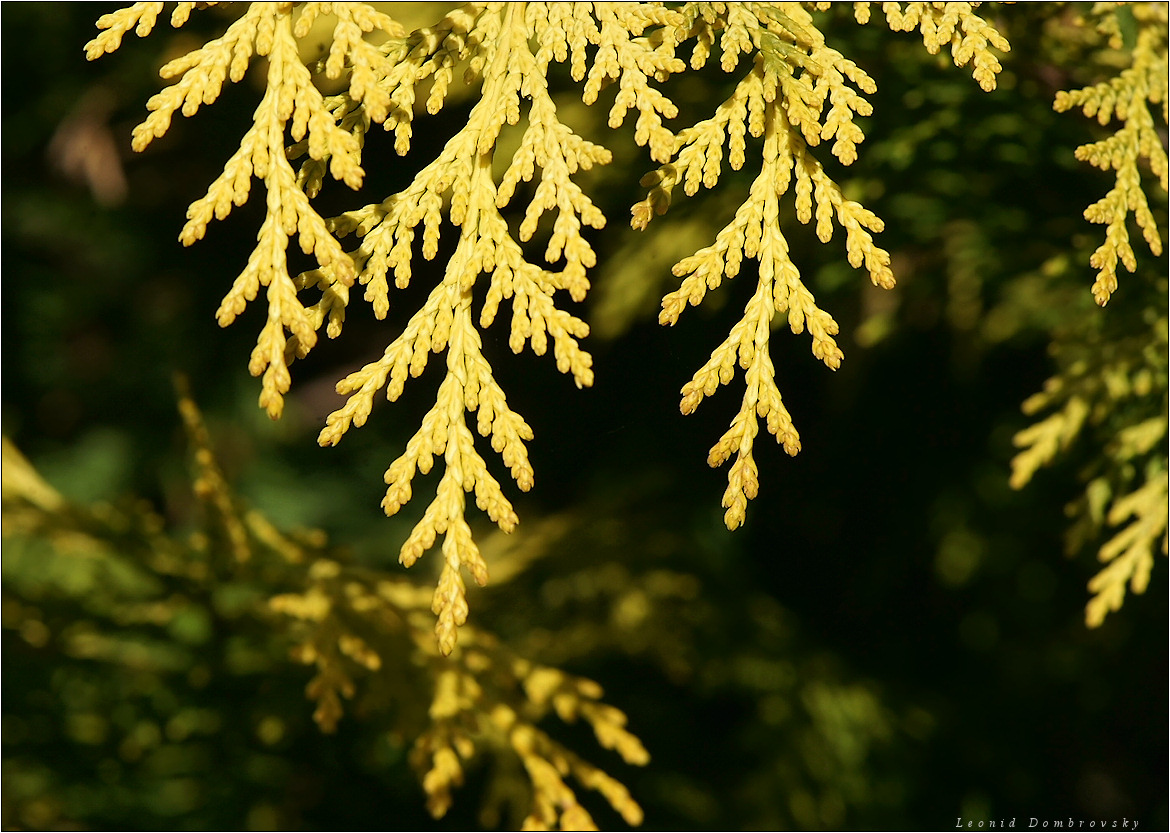 A golden twig