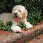 A Goldendoodle by Goldendoodle World