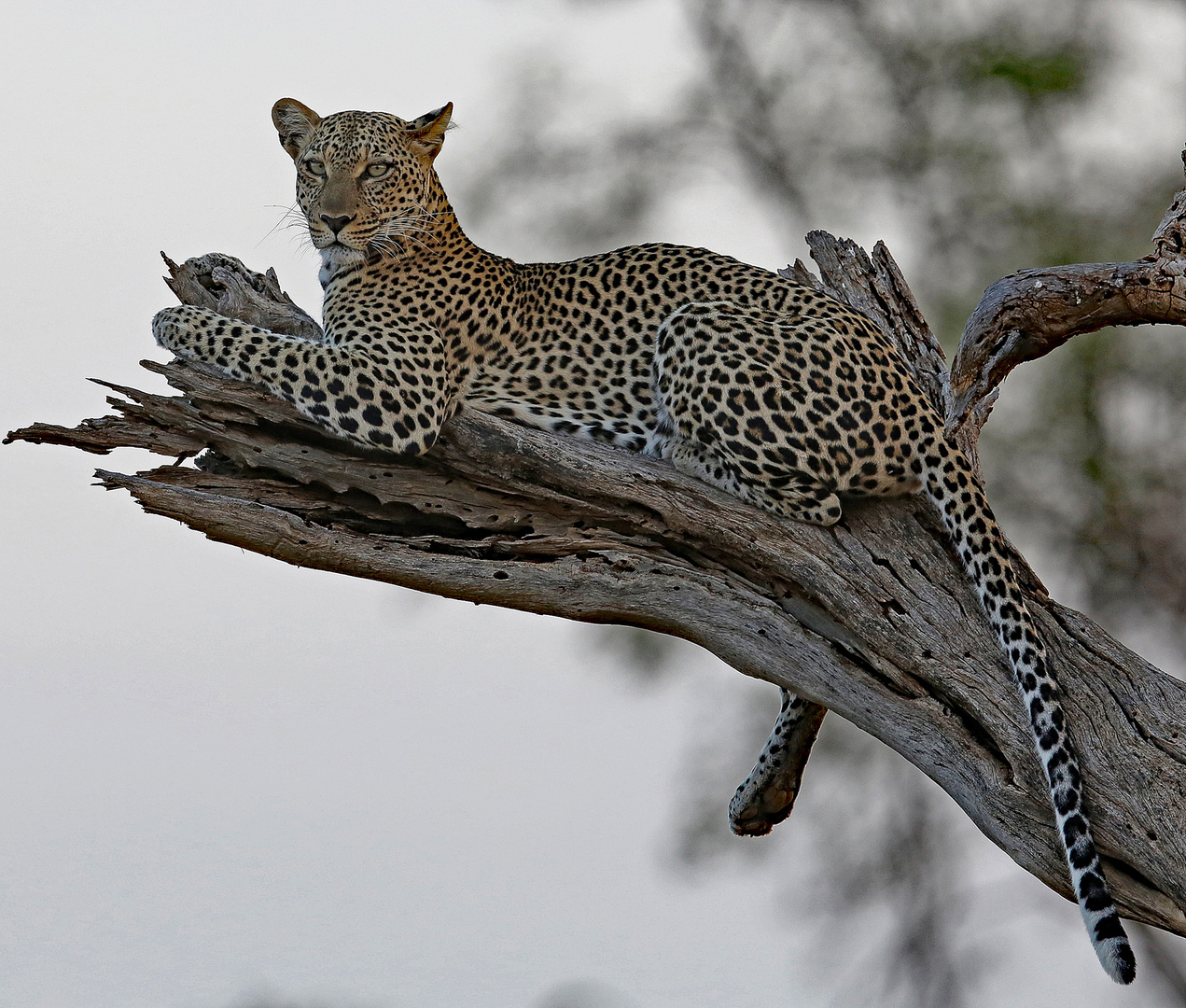 a good place on tree