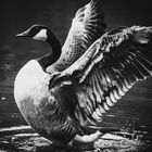 A goose in black and white
