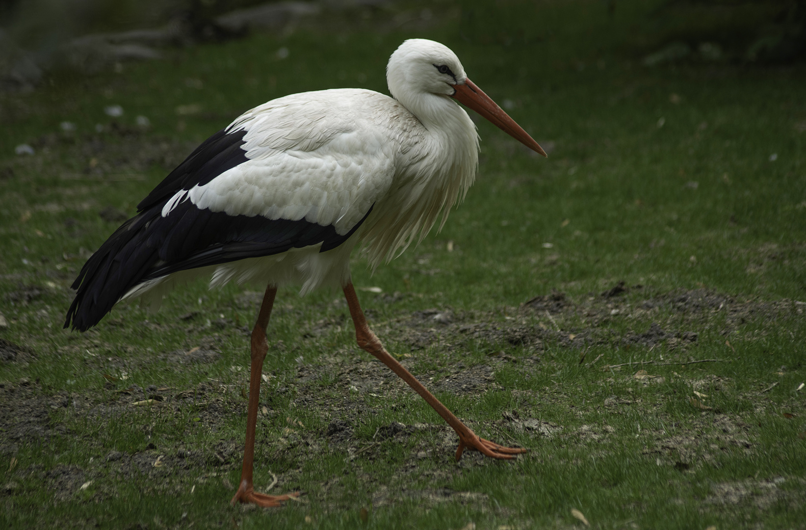 A grands pas ( Ciconia ciconia, cigogne blanche)