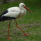 A grands pas ( Ciconia ciconia, cigogne blanche)