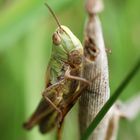 A grasshopper 1