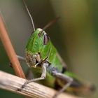 A grasshopper 2