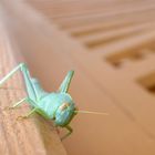 a grasshopper