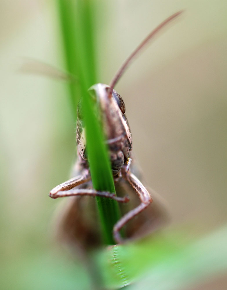 A grasshopper - Can you see me?