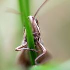 A grasshopper - Can you see me?