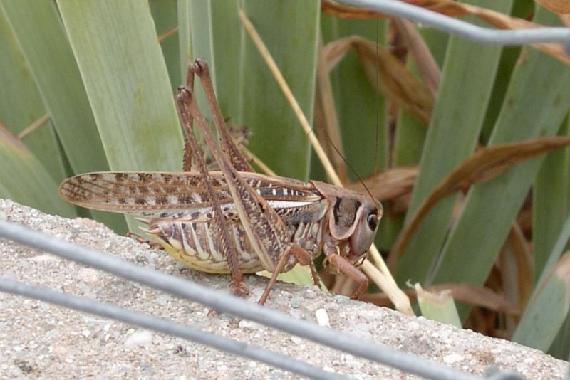 A grasshopper in France