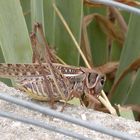 A grasshopper in France