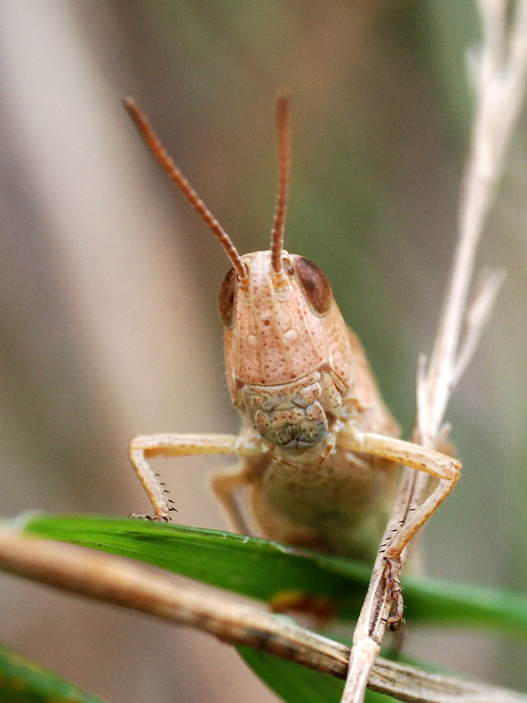 A grasshopper - WHAT ARE YOU LOOKING AT?