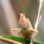 A grasshopper - WHAT ARE YOU LOOKING AT?