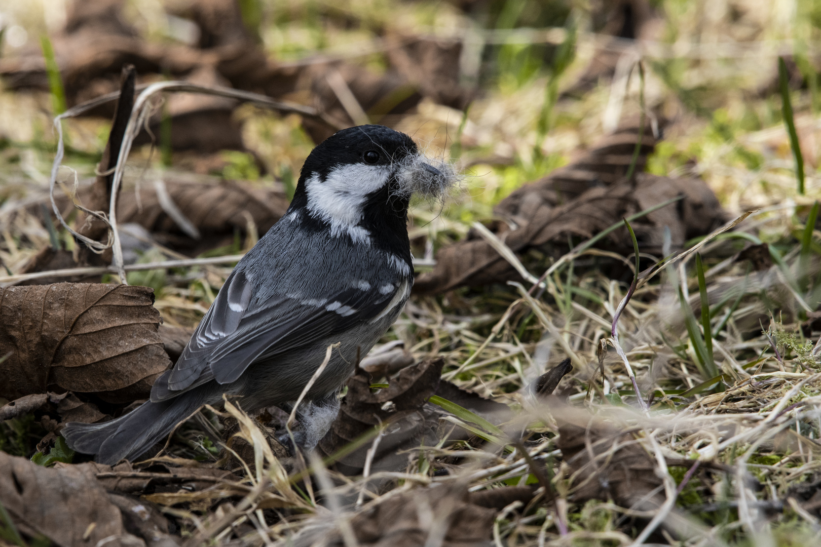 A Gray tit