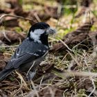 A Gray tit